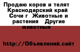 Продаю коров и телят - Краснодарский край, Сочи г. Животные и растения » Другие животные   